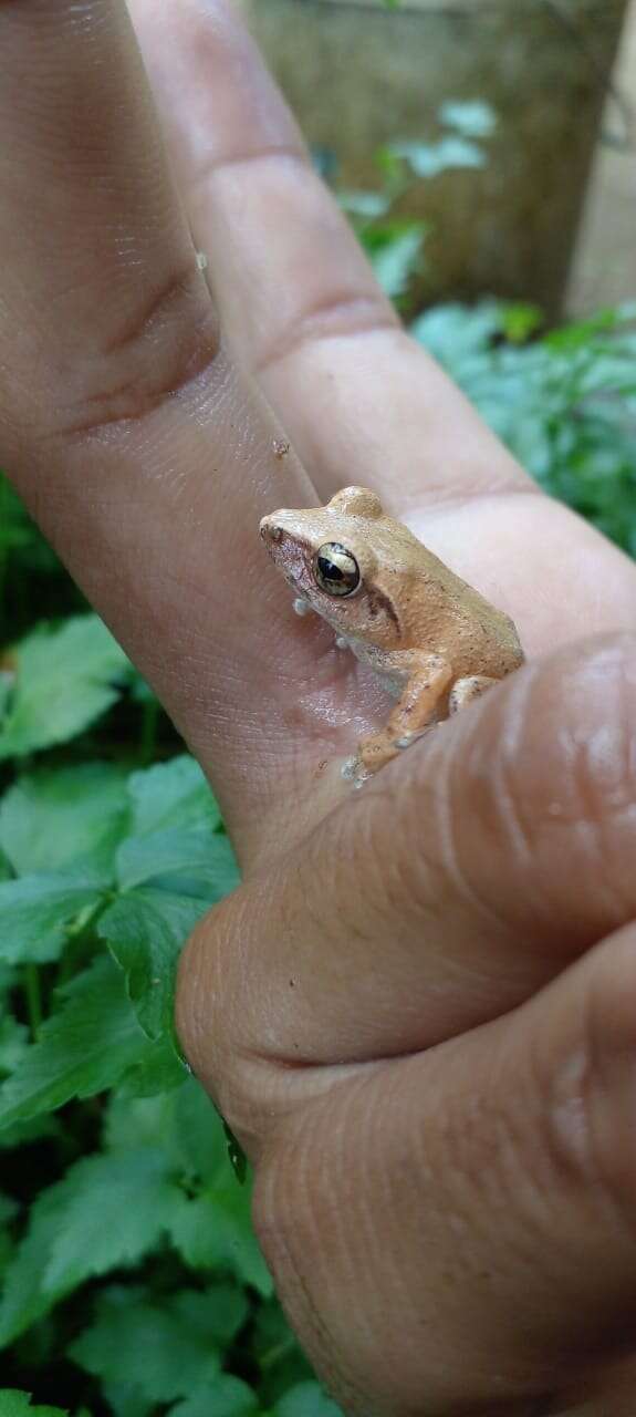 صورة Pseudophilautus schneideri Meegaskumbura & Manamendra-Arachchi 2011