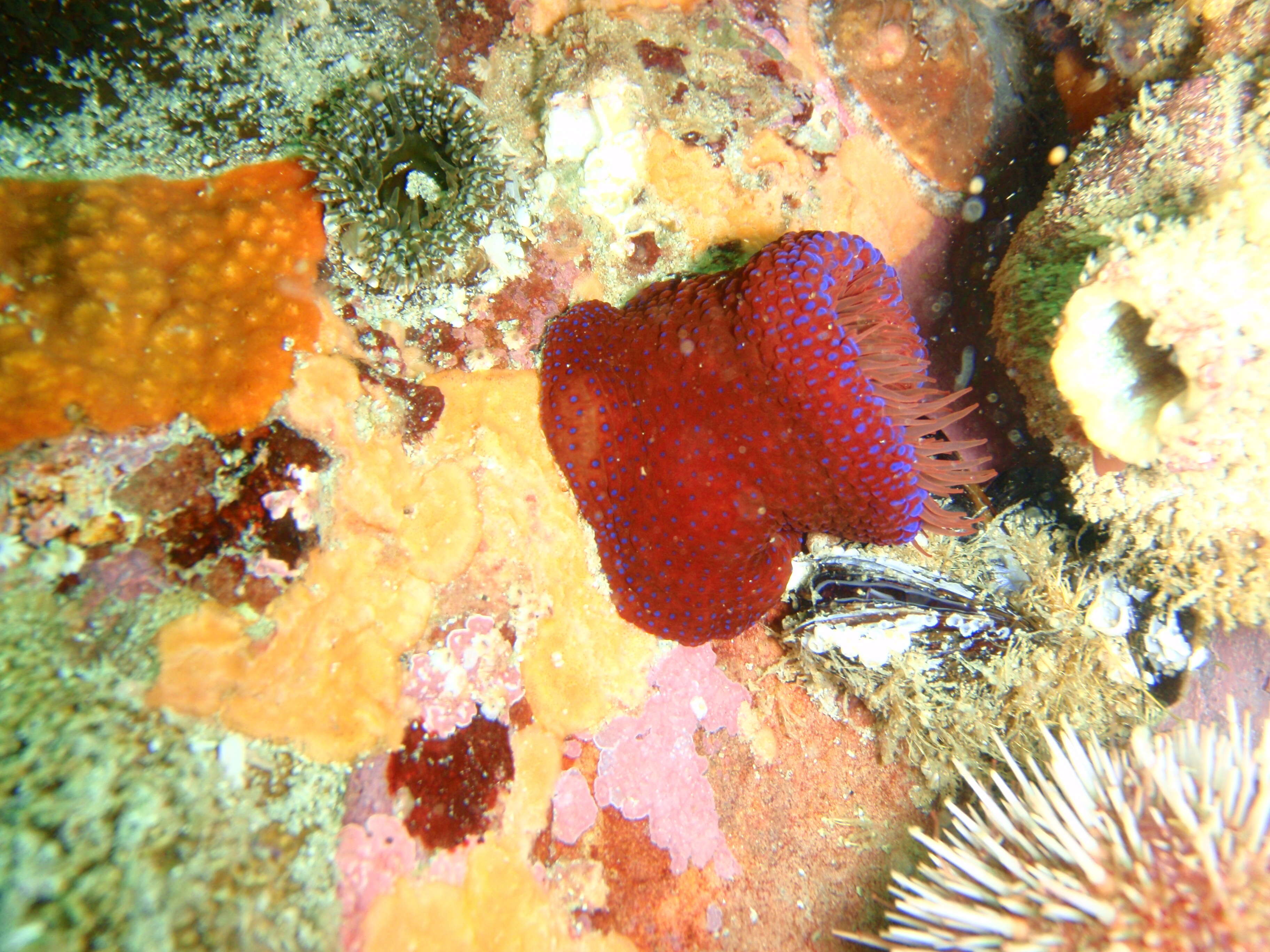 Image of Knobbly anemone