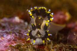 Image of Polycera tricolor Robilliard 1971