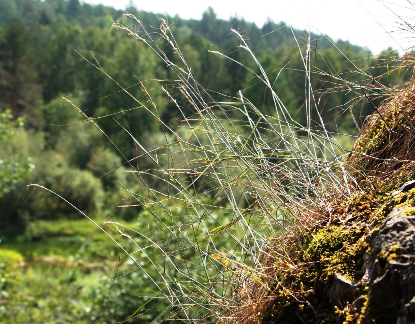 Image of Elymus reflexiaristatus (Nevski) Melderis