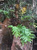 Image of basket fern