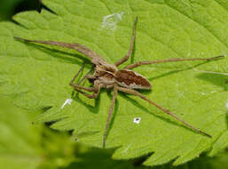 Image of Nursery-web spider