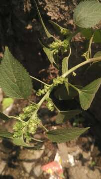 Image de Acalypha indica L.