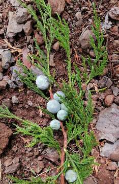 Image de Juniperus deppeana var. zacatecensis Martínez