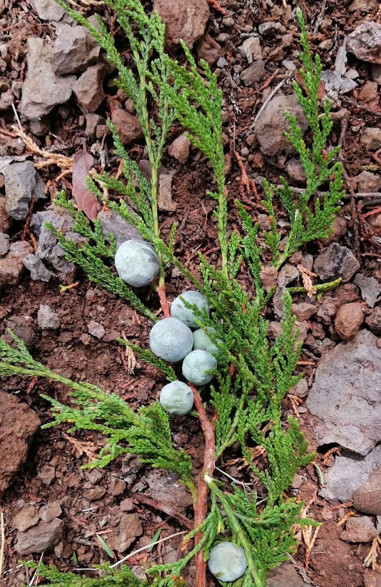 Juniperus deppeana var. zacatecensis Martínez的圖片