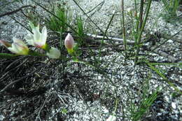 Image of Geissorhiza hispidula (R. C. Foster) Goldblatt