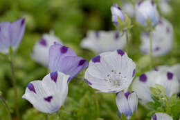 Imagem de Nemophila maculata Benth. ex Lindl.