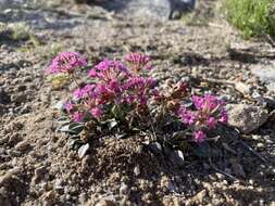 Image of Coville's dwarf sand verbena