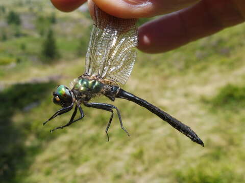 Image of Alpine emerald