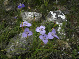 Image of Moraea calcicola Goldblatt