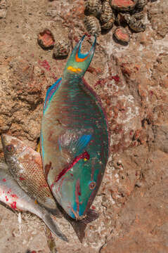 Image of Dark Green Parrotfish