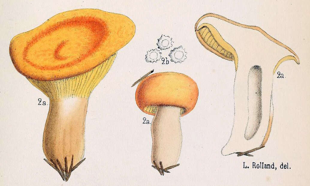 Image de Lactarius porninsis Rolland 1890