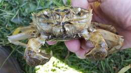 Image of Chinese mitten crab