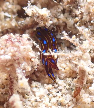 Image of Chelidonura alisonae Gosliner 2011