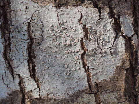 Image of Lecanora subpallens