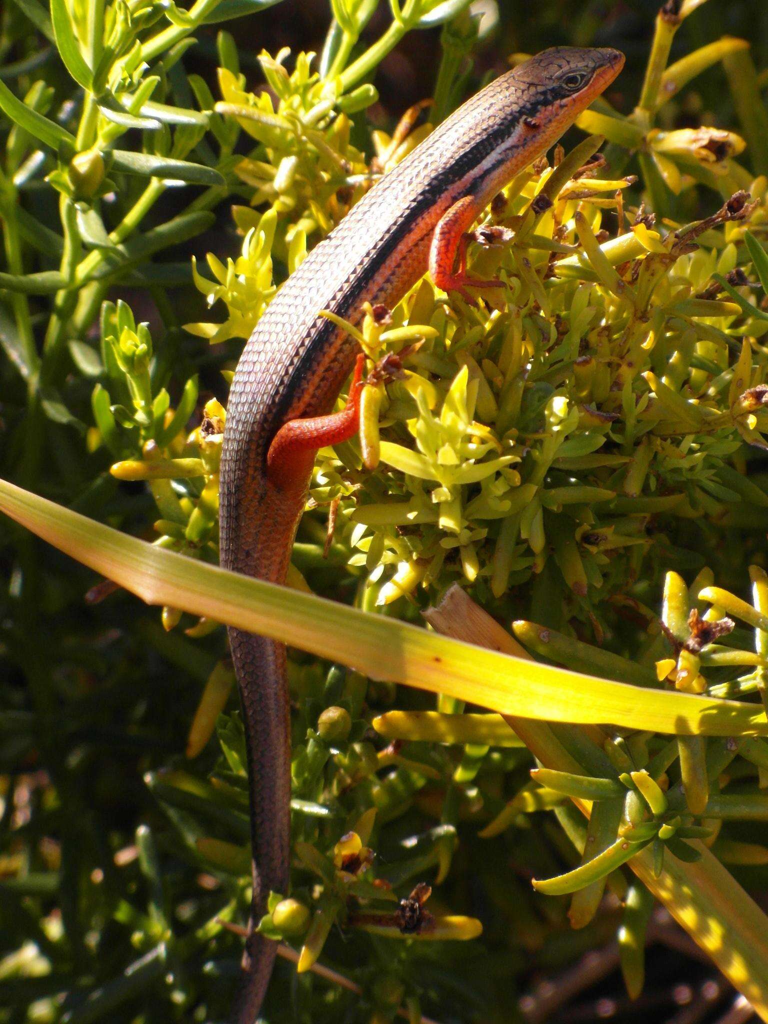 Image of Trachylepis homalocephala (Wiegmann 1828)