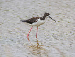 Image of Hawaiian stilt