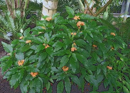 Image of Crossandra infundibuliformis (L.) Nees