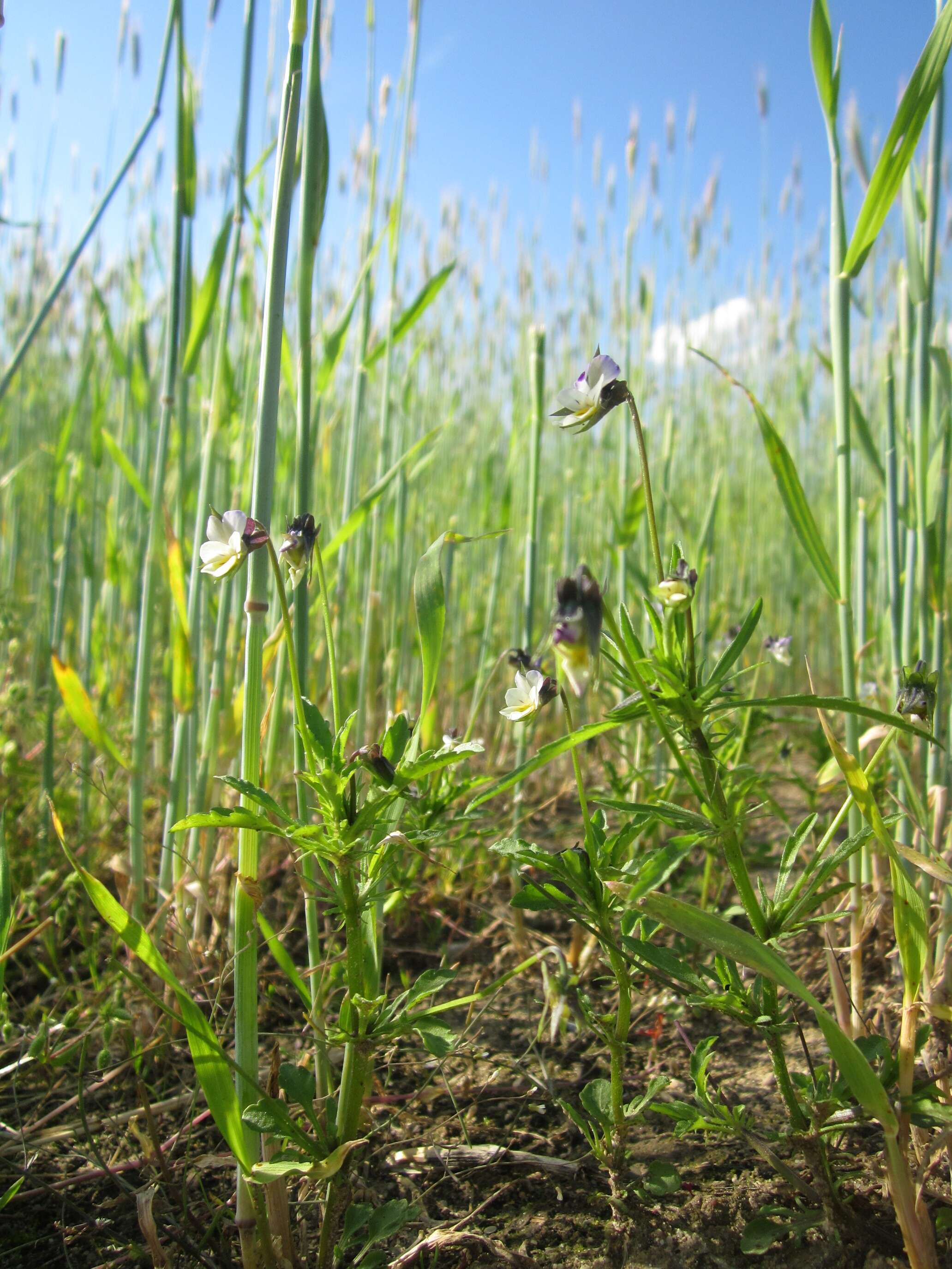 Слика од Viola arvensis Murray