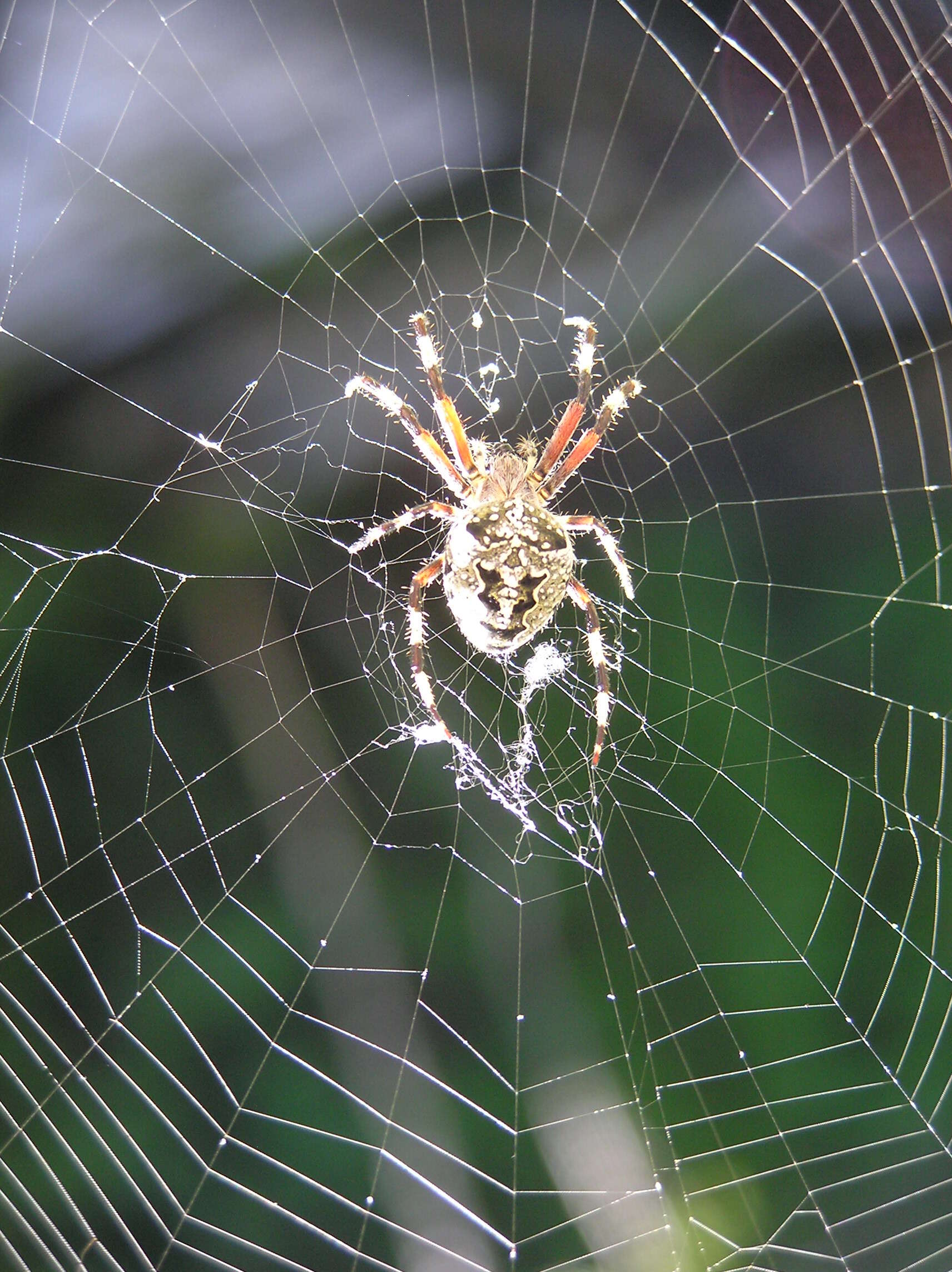 Image of Furrow spiders