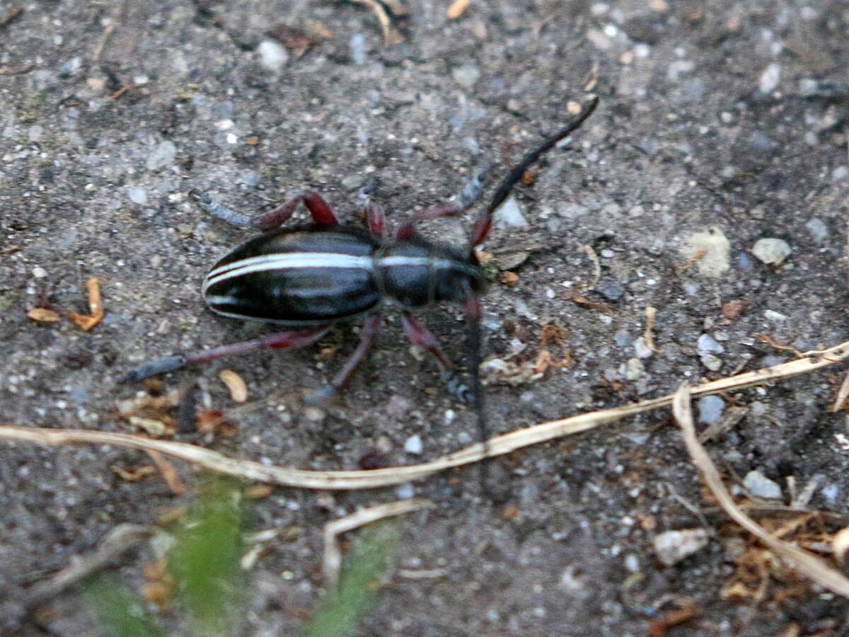 Image of Dorcadion (Cribridorcadion) pedestre (Poda 1761)