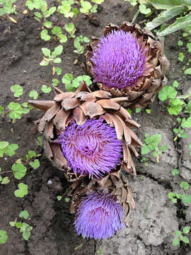 Image of Cynara cardunculus subsp. cardunculus