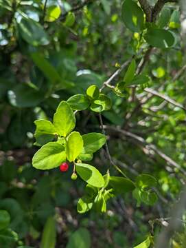 Image of maidenberry