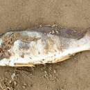 Image of Banded croaker
