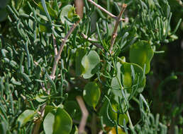 Image of Zygophyllum xanthoxylum (Bunge) Engl.