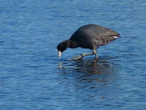 Image of Fulica Linnaeus 1758