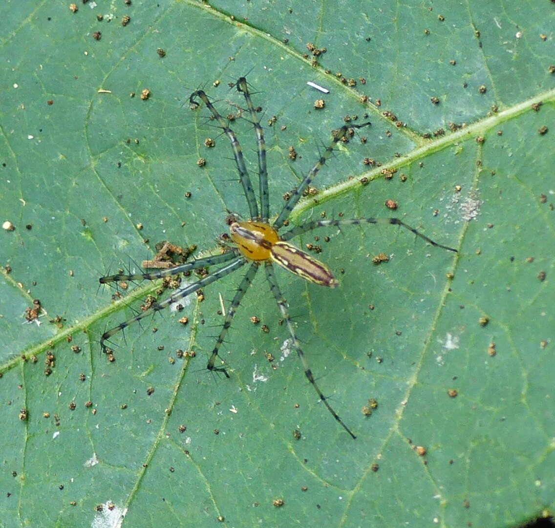 Image of Peucetia rubrolineata Keyserling 1877