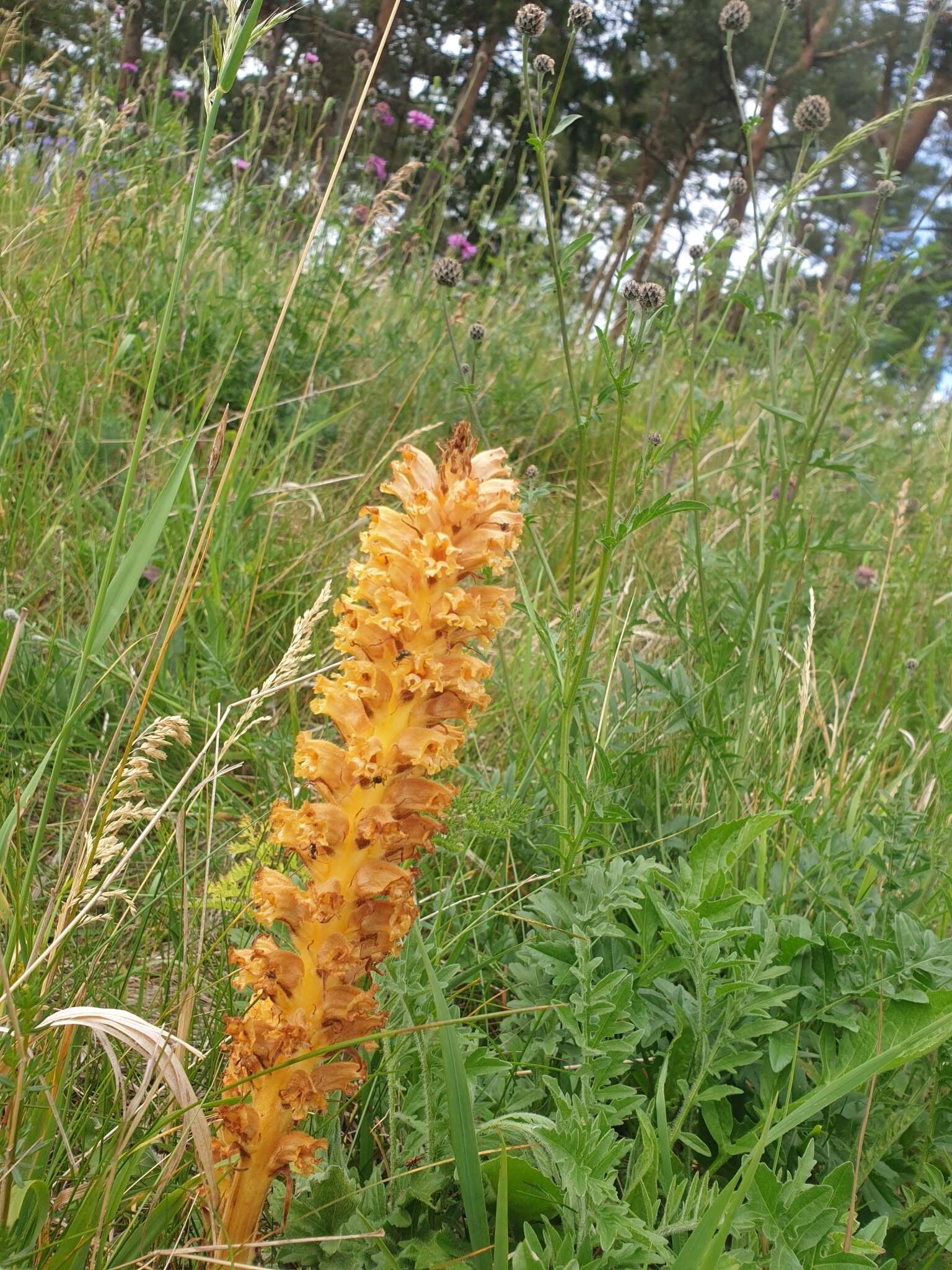 Imagem de Orobanche elatior Sutton