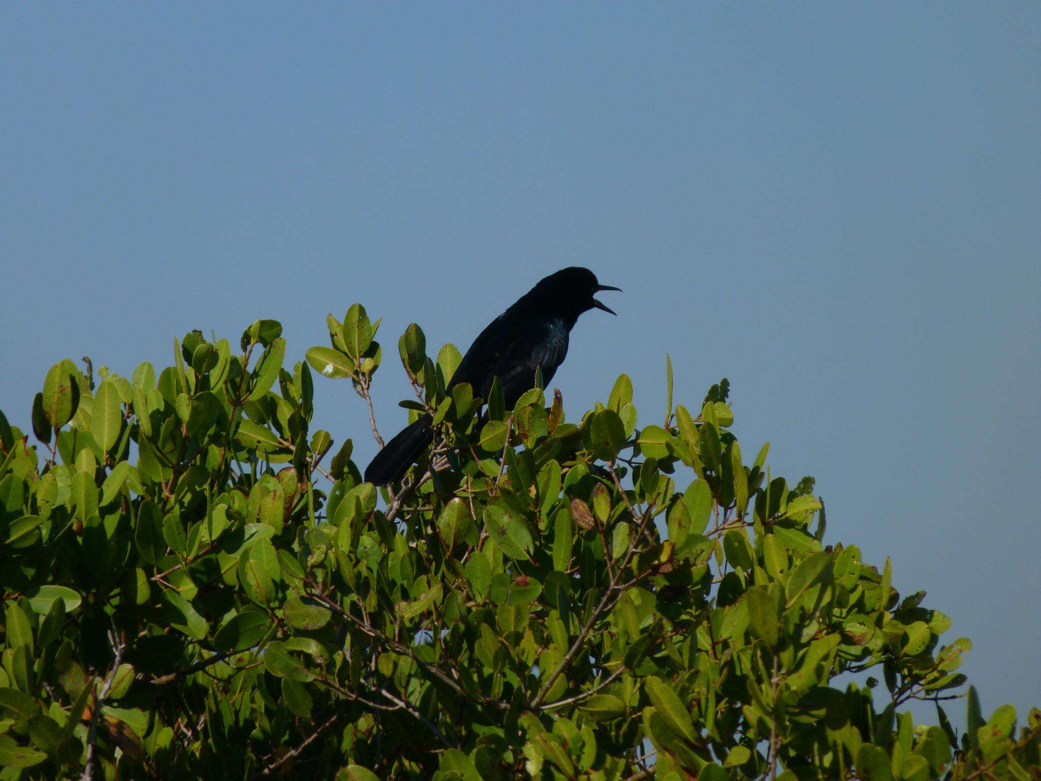 Image of Boat-tailed Grackle