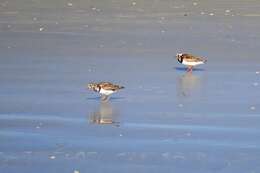 Image of Ruddy Turnstone