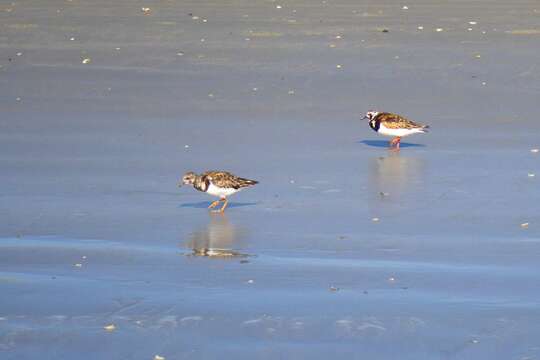 Image of Ruddy Turnstone