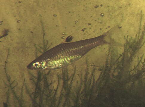 Image of Eyespot rasbora