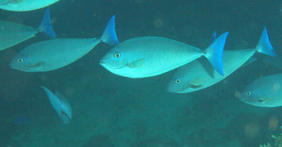 Image of Bluetail unicornfish