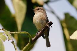 Image of African Dusky Flycatcher