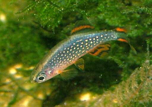 Image de Danio margaritatus (Roberts 2007)