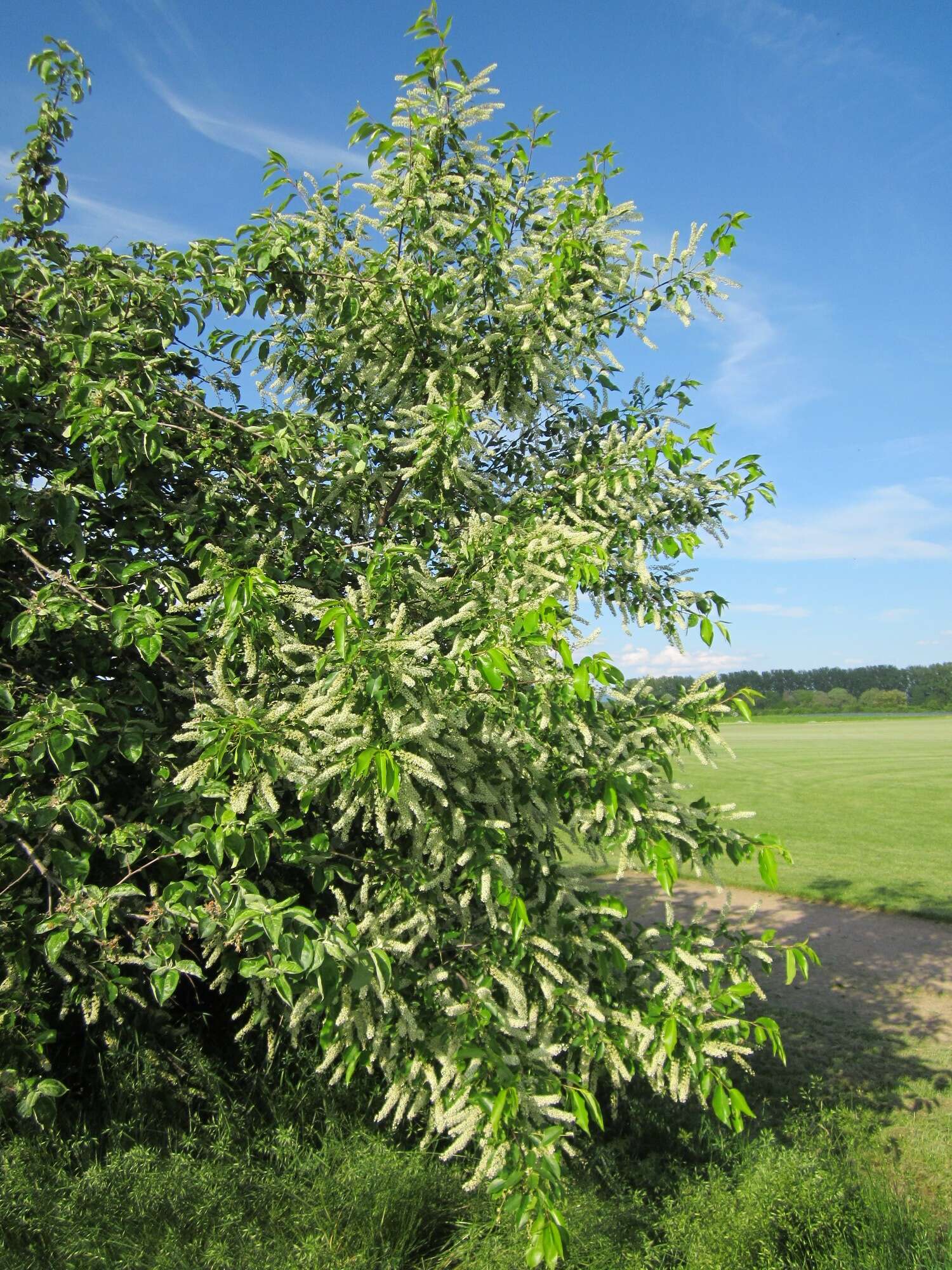 Image of Bird Cherry