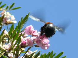 Image of Xylocopa flavorufa (De Geer 1778)