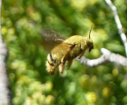 Image of Xylocopa caffra (Linnaeus 1767)