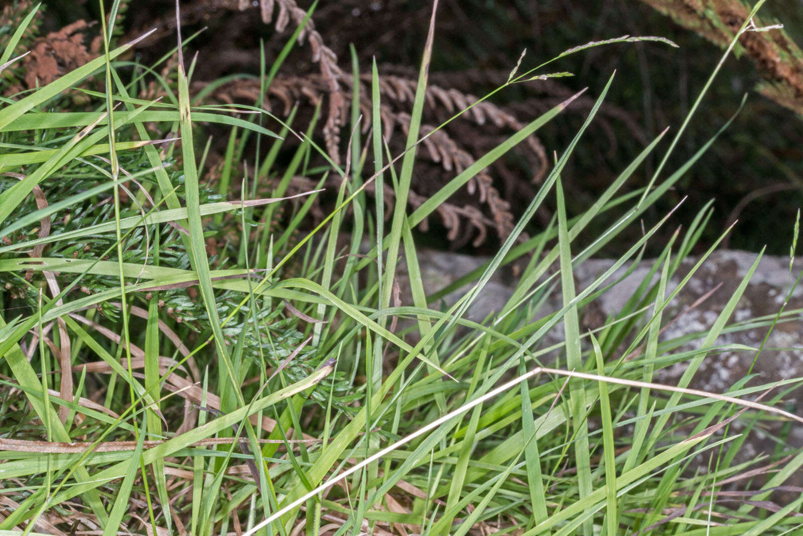 Image of Simplicia buchananii (Zotov) Zotov