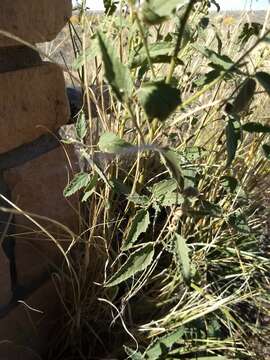 Image of gray globemallow