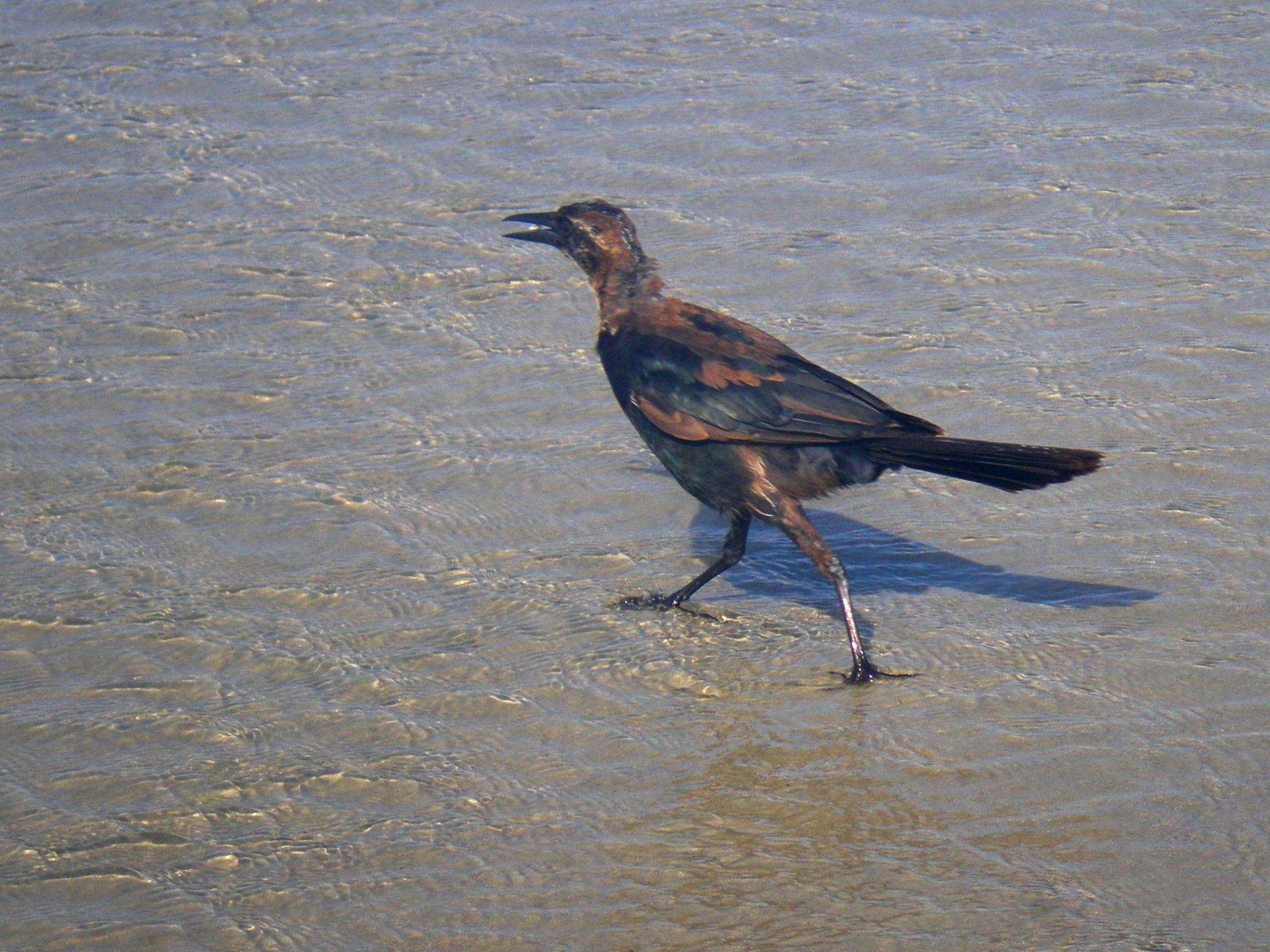 Image of Boat-tailed Grackle