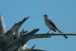 Image of Northern Mockingbird