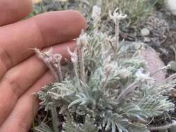 Image of haresfoot locoweed