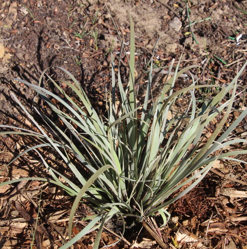 Image of Conostylis candicans Endl.