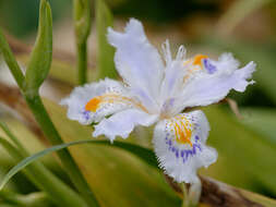 Sivun Iris japonica Thunb. kuva