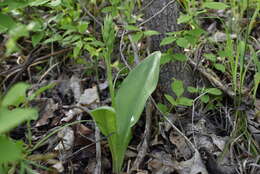 Image of Platanthera densa Freyn